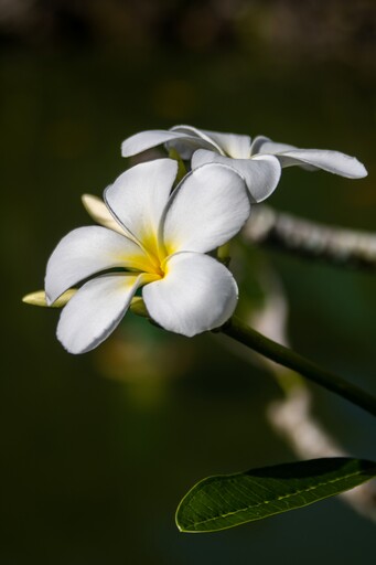 le_mawo | GreenLens | Beautyfotograf auf alleFotografen