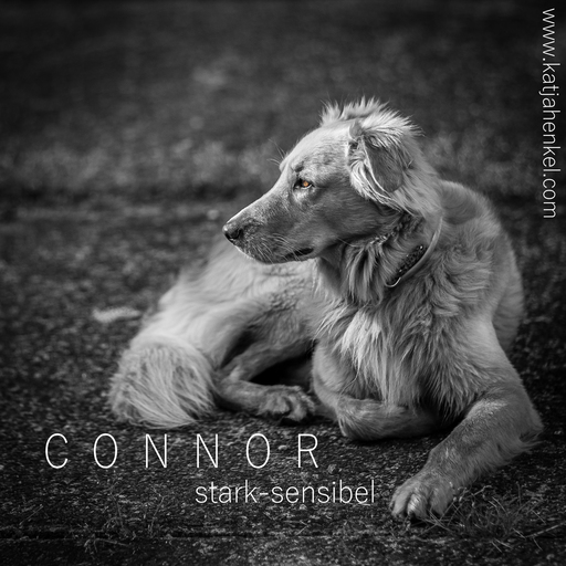 Katja Henkel - Fotografin für Mensch&Tier | Tiere | Tierfotograf auf alleFotografen