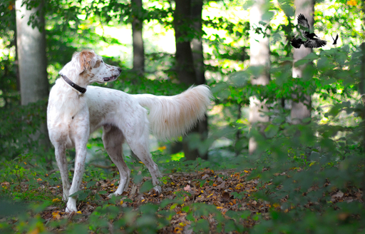 Katja Henkel - Fotografin für Mensch&Tier | Tiere | Imagefotograf auf alleFotografen