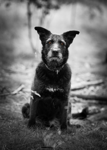 Katja Henkel - Fotografin für Mensch&Tier | Tiere | Paarfotograf auf alleFotografen