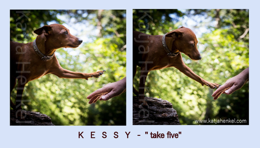 Katja Henkel - Fotografin für Mensch&Tier | Tiere | Kinderfotograf auf alleFotografen