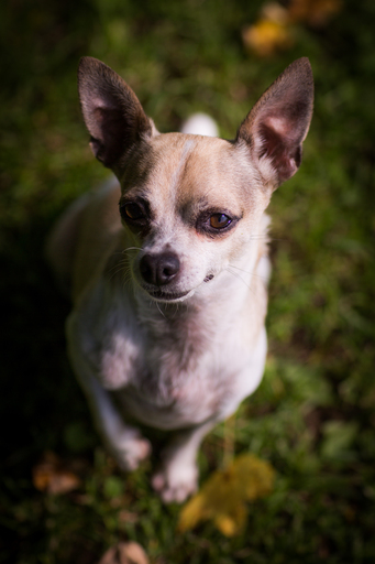 Katja Henkel - Fotografin für Mensch&Tier | Tiere | Paarfotograf auf alleFotografen