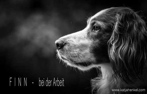 Katja Henkel - Fotografin für Mensch&Tier | Tiere | Imagefotograf auf alleFotografen