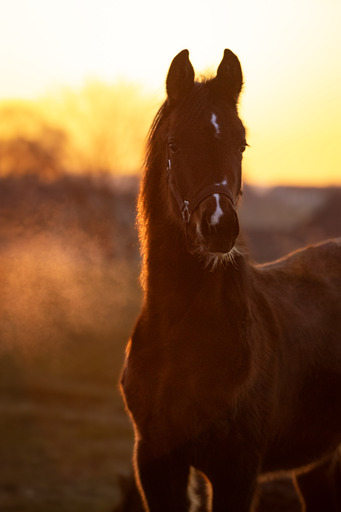 Christiane Häublein Fotographie | Tiere | Familienfotograf auf alleFotografen