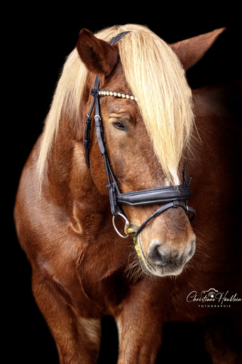 Christiane Häublein Fotographie | Tiere | Tierfotograf auf alleFotografen