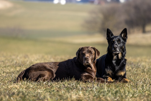Christiane Häublein Fotographie | Tiere | Paarfotograf auf alleFotografen