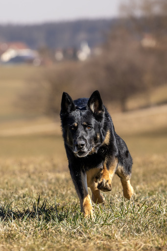 Christiane Häublein Fotographie | Tiere | Portraitfotograf auf alleFotografen