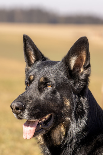 Christiane Häublein Fotographie | Tiere | Familienfotograf auf alleFotografen