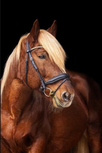 Christiane Häublein Fotographie | Tiere | Familienfotograf auf alleFotografen