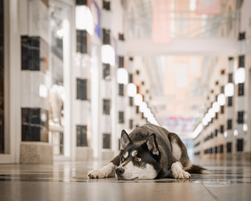 KerliHam_Foto | City-Dogs | Hundefotograf auf alleFotografen