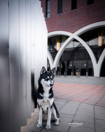 KerliHam_Foto | City-Dogs | Familienfotograf auf alleFotografen
