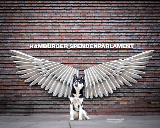 KerliHam_Foto | City-Dogs | Tierfotograf auf alleFotografen