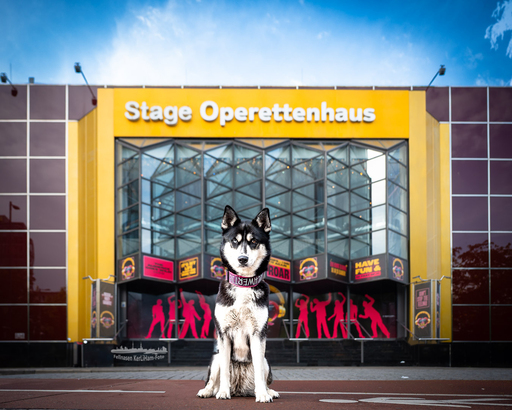KerliHam_Foto | City-Dogs | Paarfotograf auf alleFotografen