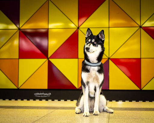KerliHam_Foto | City-Dogs | Tierfotograf auf alleFotografen