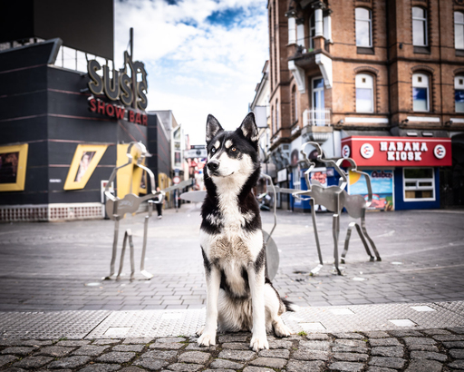 KerliHam_Foto | City-Dogs | Paarfotograf auf alleFotografen