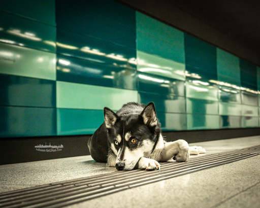 KerliHam_Foto | City-Dogs | Hundefotograf auf alleFotografen