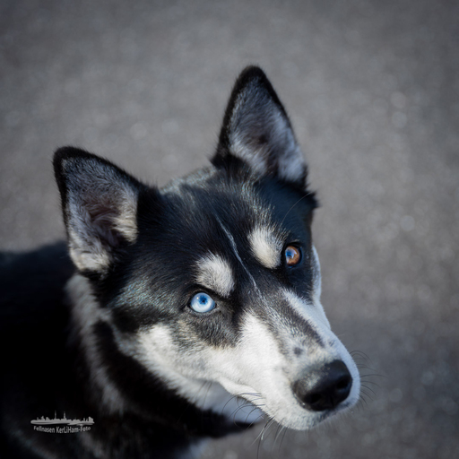 KerliHam_Foto | Hundeportraits | Portraitfotograf auf alleFotografen