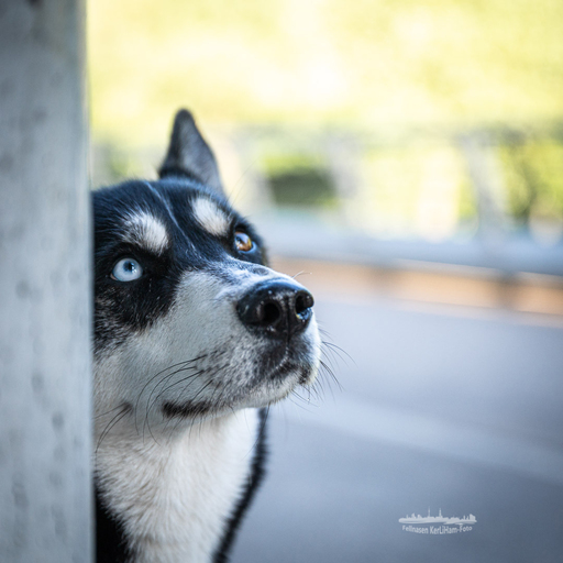 KerliHam_Foto | Hundeportraits | Paarfotograf auf alleFotografen