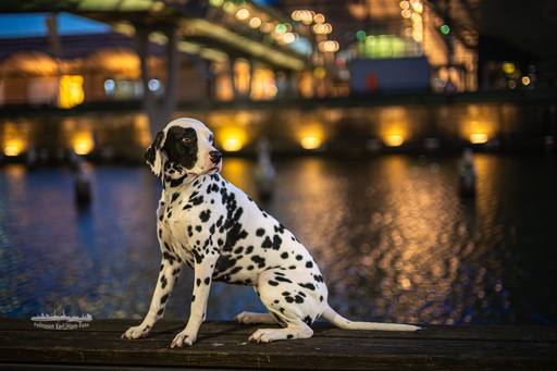 KerliHam_Foto | NEU. NEU. NEU. Nachtfotografie | Paarfotograf auf alleFotografen