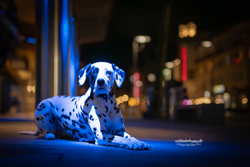 KerliHam_Foto | NEU. NEU. NEU. Nachtfotografie | Tierfotograf auf alleFotografen
