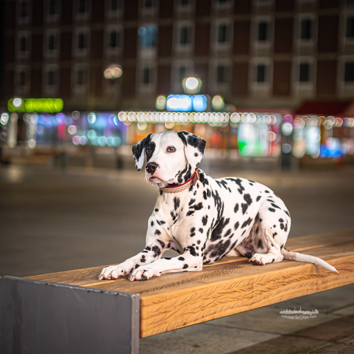 KerliHam_Foto | NEU. NEU. NEU. Nachtfotografie | Hundefotograf auf alleFotografen