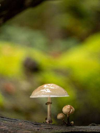 Thomas Dettweiler | Landschaft und Natur | Kita- und Schulfotograf auf alleFotografen