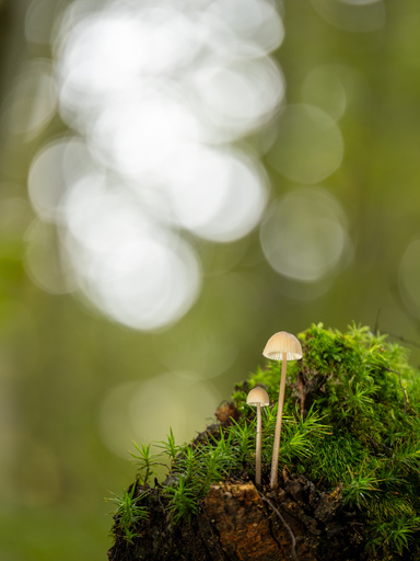 Thomas Dettweiler | Landschaft und Natur | Stockfotograf auf alleFotografen