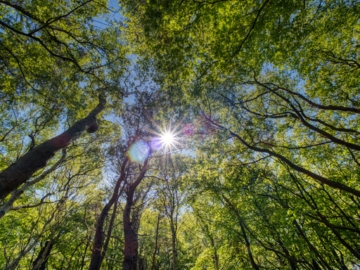 Thomas Dettweiler | Landschaft und Natur | Konzertfotograf auf alleFotografen