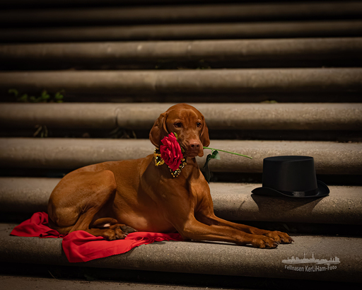 KerliHam_Foto | NEU. NEU. NEU. Nachtfotografie | Tierfotograf auf alleFotografen