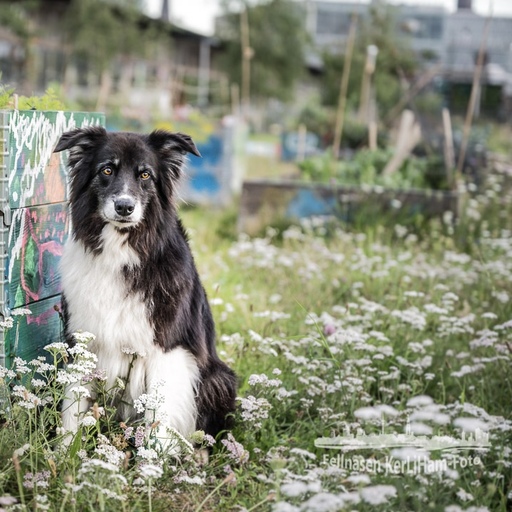 KerliHam_Foto | Natur pur | Tierfotograf auf alleFotografen