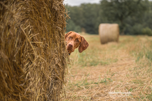 KerliHam_Foto | Natur pur | Tierfotograf auf alleFotografen
