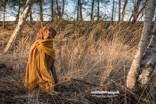 KerliHam_Foto | Natur pur | Hundefotograf auf alleFotografen