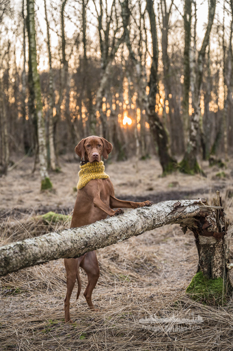 KerliHam_Foto | Natur pur | Paarfotograf auf alleFotografen