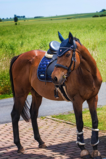 cms Fotowelt | Pferde | Portraitfotograf auf alleFotografen