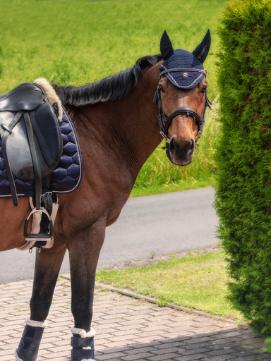 cms Fotowelt | Pferde | Familienfotograf auf alleFotografen