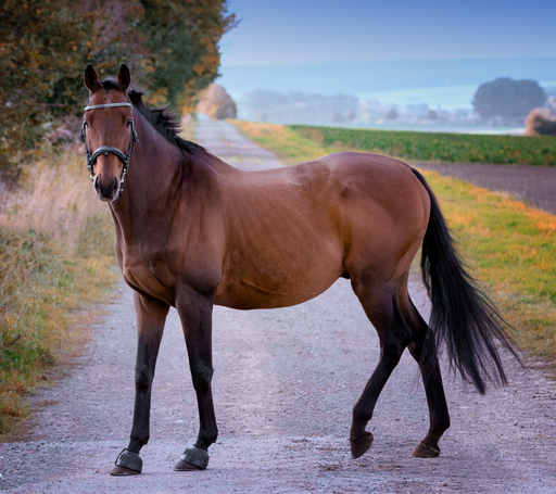 cms Fotowelt | Pferde | Modefotograf auf alleFotografen