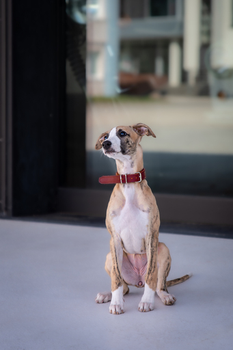 Mandy Ostwald Fotografie Zwickau | Hundefotografie | Familienfotograf auf alleFotografen
