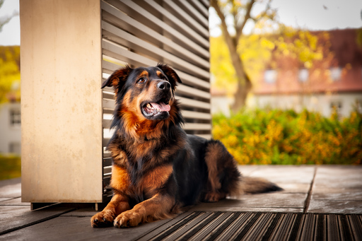 Mandy Ostwald Fotografie Zwickau | Hundefotografie | Sportfotograf auf alleFotografen
