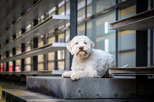 Mandy Ostwald Fotografie Zwickau | Hundefotografie | Hundefotograf auf alleFotografen