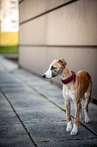 Mandy Ostwald Fotografie Zwickau | Hundefotografie | Tierfotograf auf alleFotografen