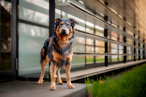 Mandy Ostwald Fotografie Zwickau | Hundefotografie | Tierfotograf auf alleFotografen