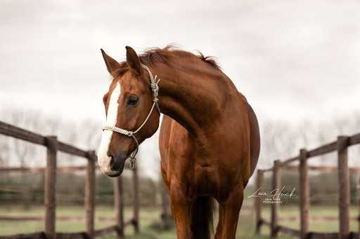 Lara Hück Fotografie  | B2B/Produktfotografie | Pferdefotograf auf alleFotografen