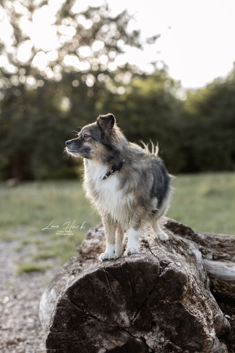 Lara Hück Fotografie  | Hundefotografie | Pferdefotograf auf alleFotografen