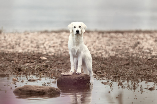 Lara Hück Fotografie  | Hundefotografie | Paarfotograf auf alleFotografen