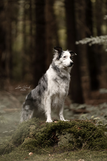 Lara Hück Fotografie  | Hundefotografie | Sportfotograf auf alleFotografen