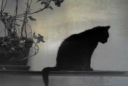 Olaf Eckhardt | Animals | Pressefotograf auf alleFotografen