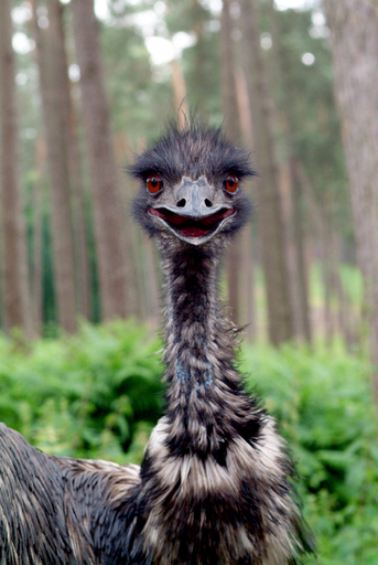 Olaf Eckhardt | Animals | Industriefotograf auf alleFotografen