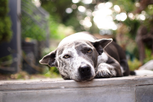 Elisabeth Blum | Tiere | Portraitfotograf auf alleFotografen