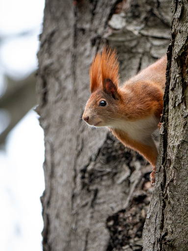 Elisabeth Blum | Tiere | Tierfotograf auf alleFotografen