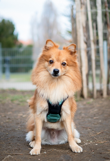 Elisabeth Blum | Tiere | Paarfotograf auf alleFotografen